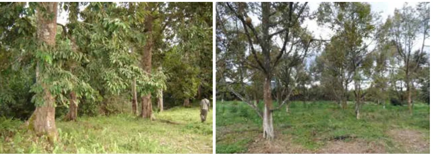 Gambar 2.   Umur produktif tanaman durian alam vs durian budidaya. Durian alam umur &gt; 60  tahun dalam kondisi masih sehat dan rimbun (kiri); durian budidaya umur 18 th  sudah meranggas dan tidak mampu berproduksi optimal, ditengarai karena adanya  ketimpangan source and sink 