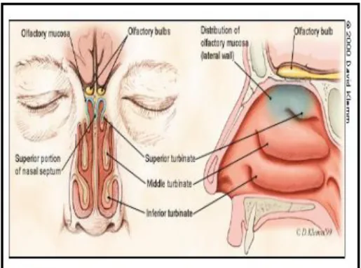 Gambar 1. Anatomi hidung 