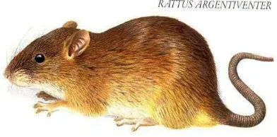 Gambar 1. Tikus Sawah (Rattus rattus argentiventer Robb & Kloss.) Sumber : www.planet-mammiferes.org 