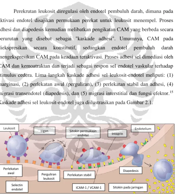 Tabel 2.2. Profil ICAM-1 dan VCAM-1 