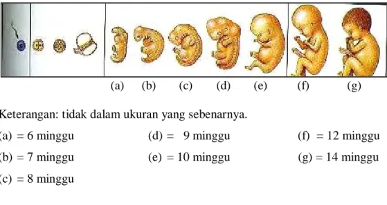 Gambar 1. Perkembangan  Janin Selama Periode Kehamilan (Soekardjo, 1995) 