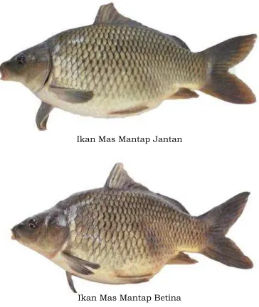 GAMBAR IKAN MAS MANTAP 