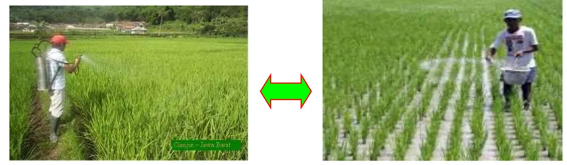 Gambar 8. Proses pemupukan sistem tanam padi metode SRI di  lahan sawah 