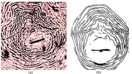 Gambar  1. Hasil identifikasi nematoda puru akar pada tanaman tomat diperoleh seperti  gambar 1; (a) adanya garis lateral yang sangat jelas; (b) Menurut Eisenback  (1981).