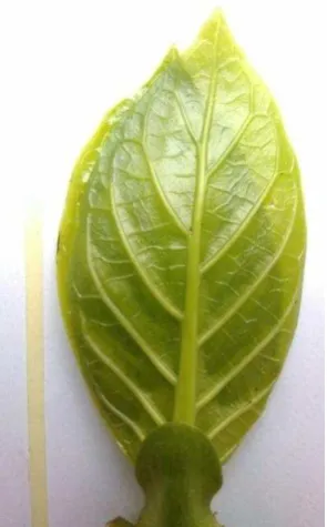 Gambar 3.1. Eksplan daun M. citrifolia L 