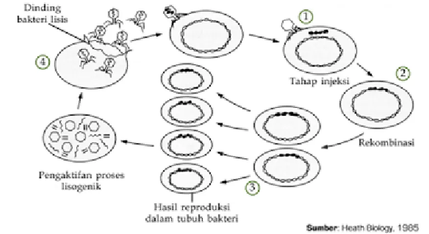 Gambar 2.3 : Reproduksi Virus  g.  Peran Virus bagi Kehidupan 