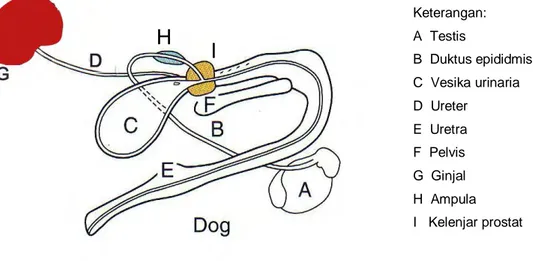 Gambar 1  Anatomi sistem urogenitalia anjing jantan (Lawhead &amp; Baker 2005) 