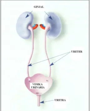 Gambar 1 Sistem urinaria kucing (Sumber: Royal Canin 2006).