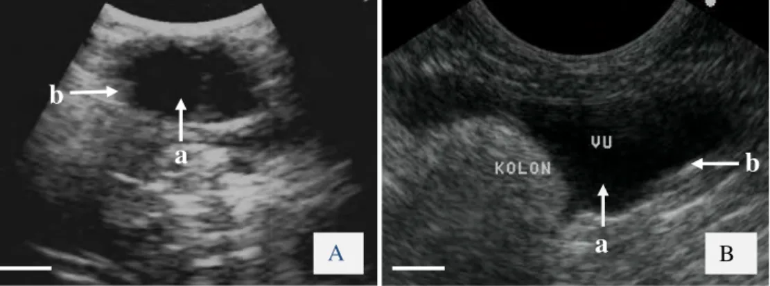 Gambar  4  Gambar  A  dan  B  merupakan  sonogram  vesika  urinaria  normal  pada  kucing  dengan  arah  transducer  transversal
