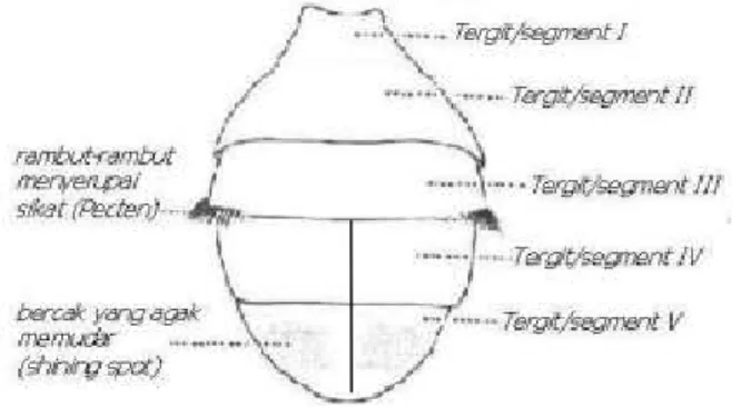 Gambar 5.  Abdomen Lalat Buah (Astriyani, 2014) 