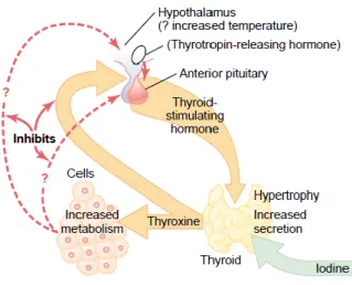 Gambar 2 – Regulasi sekresi hormon tiroid. Perhatikan faktor-faktor yang memengaruhinya,  antara  lain  produk  kelenjar  tiroid  itu  sendiri,  sistem  input  dari  hipotalamus,  serta  peranan  jaringan perifer 1 