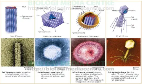 Gambar 2.2 Bentuk-Bentuk Tubuh Virus 