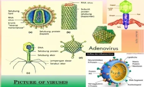 Gambar 2.3 Struktur Tubuh Virus    