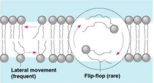 Gambar 5.19 Difusi lateral dan flip-flop molekul lipida pada membran  http://www.glenbrook.k12.il.us/gbssci/bio/apbio/HTML%20Presentation%20fo
