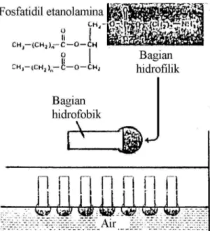 Gambar  5.1 Tetes lipida pada permukaan air menurut Langmuir  Menurut  Plowe,  lapisan  luar  protoplasma  pada  sel  tumbuhan  adalah  suatu  lapisan  elastis  yang  berbeda  dari  bagian  lain  dari  sitoplasma  dan  disebut  plasmalemma  atau 
