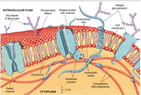 Gambar 5.7. Struktur dasar membran sel  