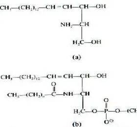 Gambar 5.11  (a) sfingosin dan (b) sfingomyelin (Sheeler dan Bianchii, 1983) Asam fosfalipid ol Kardiolipin LisofosfatidilkolLisofosfa- in tidiletanolamin Sfingomi-elin 4,8 4,4 sedikit 3,3 17,7 - 1,0 - - 1,5 3,2 - 1,0 - - 4,7 3,7 - - - - 5,9 6,3 2,3 2,1 0,