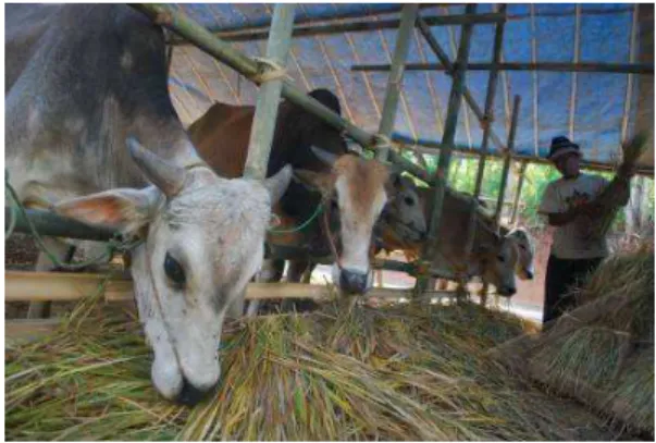 Gambar 2.12 Pemberian pakan pada sapi 