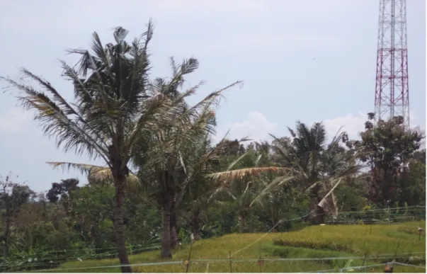 Gambar Pohon Kelapa yang Terserang OPT di Desa Pulorejo, Kec. Ngoro