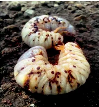 Gambar 1. Larva yang terinfeksi jamur Metarhizium anisopliae