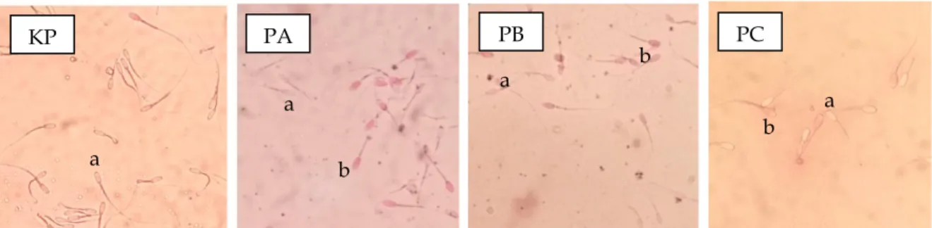 Gambar 1. Viabilitas spermatozoa berbagai perlakuan perbesaran 400x. (Sumber : dokumentasi pribadi)  Keterangan : spermatozoa hidup (a); spermatozoa mati (b); KP = CEP, PA = CEP tanpa BSA + 0,2% albumin telur 