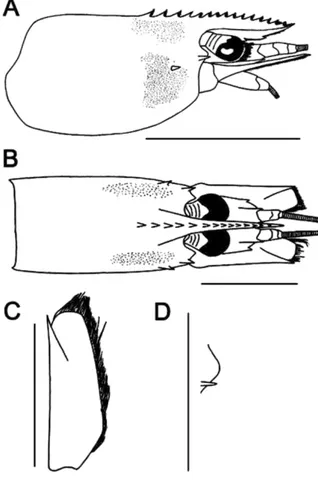 Gambar 2. Macrobrachium scabriculum (Heller,1862), jantan (CL 17 mm) (UNTAD Cru. 0011), Sungai Batusuya