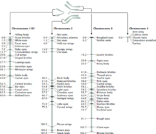 Gambar 2.3.  Peta kromosom pada D. melanogaster  (Sumber: Pierce, 2012: 179) 