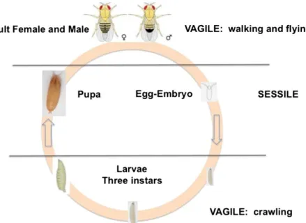 Gambar 2.2. Tahapan Perkembangan Telur-Lalat dewasa  (Markow, 2015) 