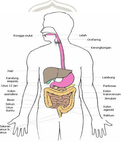 Gambar 2.1 Anatomi dan Fisiologi Sistem Pencernaaan 