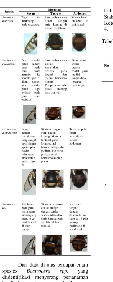 Tabel  4.  Hasil  temuan  Lalat  Buah  pada  tanaman  Hortikultura  pada  survey  daerah  temuan  di   Provinsi Riau
