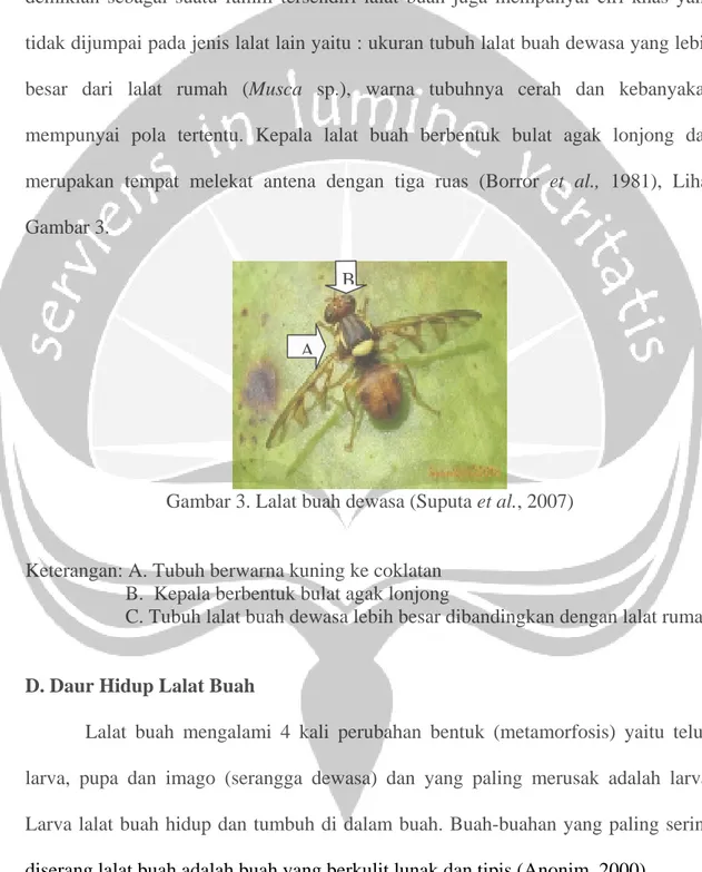 Gambar 3. Lalat buah dewasa (Suputa et al., 2007) 