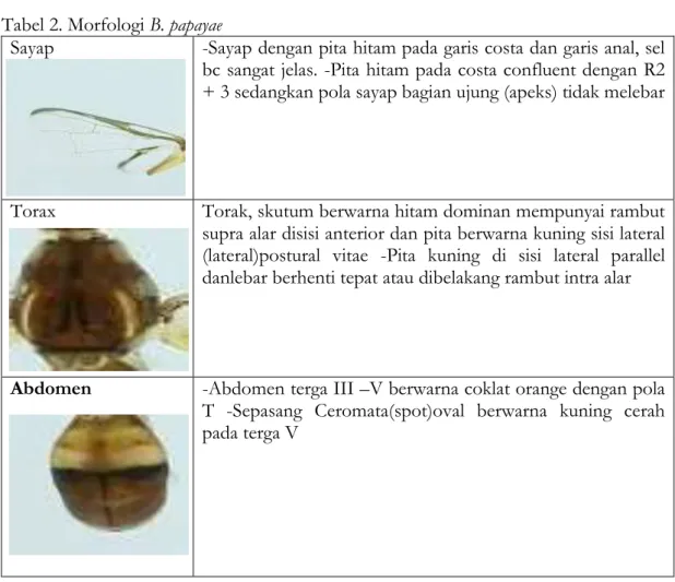 Tabel 2. Morfologi B. papayae 