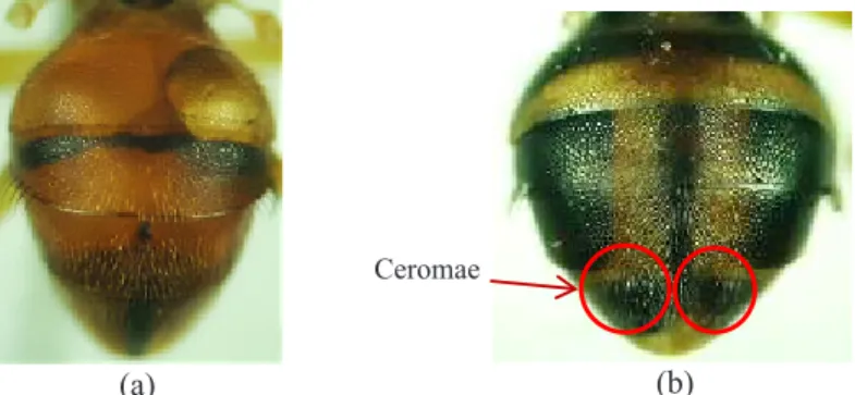 Gambar 2. Keberadaam ceromae pada abdomen a: tidak terdapat pada subgenus Bulladacus; b: terdapat pada  subgenus Bactrocera.