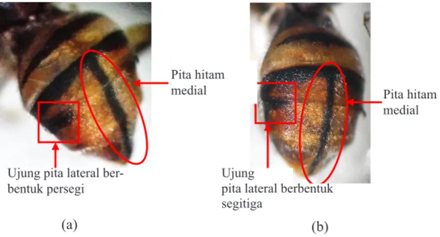 Gambar 17. Pita medial pada abdomen. a: melebar; b: menyempit.