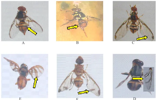 Gambar 1.    Spesies penting  lalat buah yang ditemukan di Sumatera Barat dan Pulau Kundur