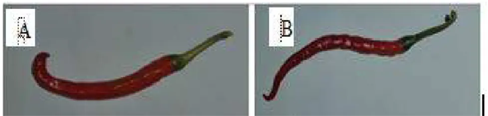 Gambar 1. Buah Cabai. (A) Galur AVPP 1003-B dengan persentase serangan  tertinggi, (B) Varietas KENCANA dengan persentase serangan terendah 