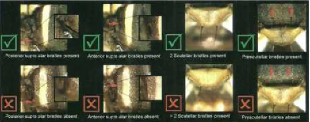 Gambar 2.11 Bristles pada thorax dan scutellum lalat buah (Foto dari CD-ROM Dorsalis)