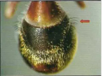 Gambar 2.13 Pola  warna  pada bagian  terga  lalat  buah (Foto  dari  CD- CD-ROM Dorsalis)