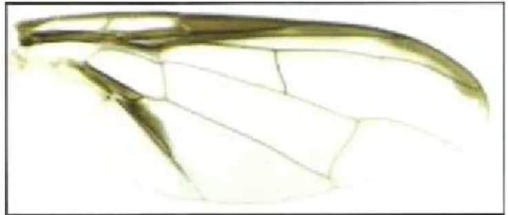 Gambar 2.3 Vena kosta pada sayap lalat buah (sumber: Suputa dkk., 2006: 5)