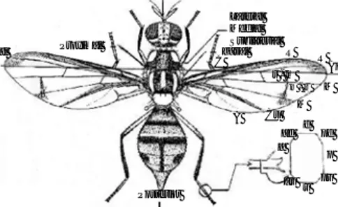 Gambar 1. Ciri sisi vertikal morfologi luar imago lalat buah dan beberapa terminologi  penting