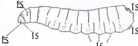 Gambar 3.  Terminologi penting untuk identifikasi larva lalat buah (instar ke-3). 