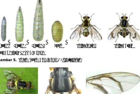 Gambar 5.  Larva, pupa, dan imago B. albistrigata. 