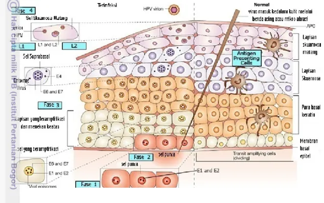 Gambar 3  Lapisan epitel skuamosa pada serviks dan ekspresi protein setelah infeksi  virus papilloma (Frazer 2004)   