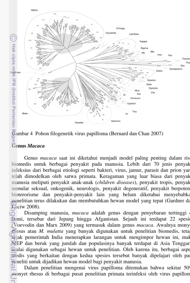 Gambar 4  Pohon filogenetik virus papilloma (Bernard dan Chan 2007)    