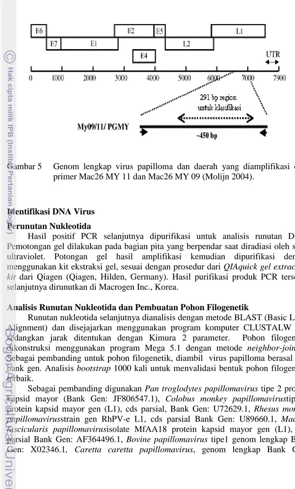 Gambar 5   Genom lengkap virus papilloma dan  daerah yang diamplifikasi oleh  primer Mac26 MY 11 dan Mac26 MY 09 (Molijn 2004)