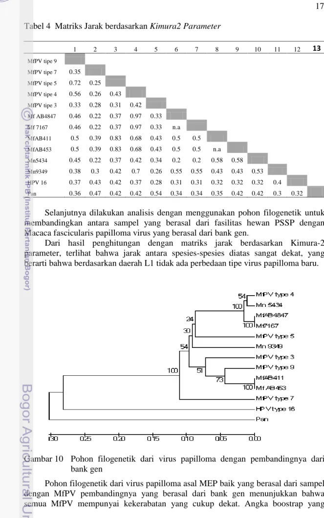 Gambar 10  Pohon filogenetik dari virus papilloma dengan pembandingnya dari  bank gen  