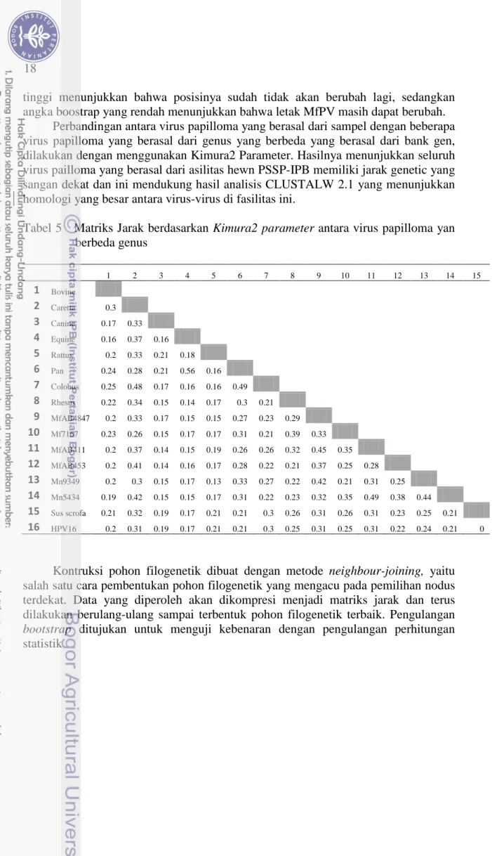 Tabel 5   Matriks Jarak berdasarkan Kimura2 parameter antara virus papilloma yan  berbeda genus        1  2  3  4  5  6  7  8  9  10  11  12  13  14  15  1  Bovine     2  Caretta  0.3     3  Canine  0.17  0.33     4  Equine  0.16  0.37  0.16     5  Rattus 
