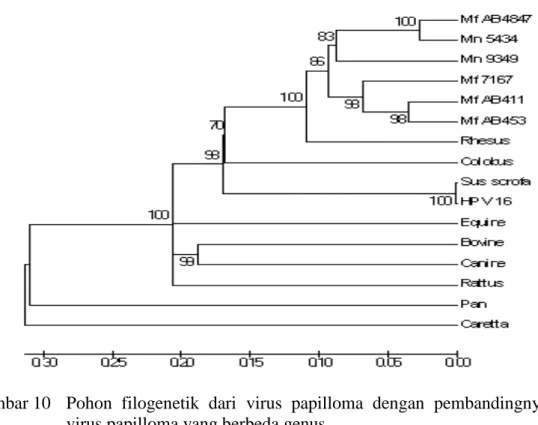 Gambar 10  Pohon filogenetik dari virus papilloma dengan pembandingnya dari  virus papilloma yang berbeda genus 