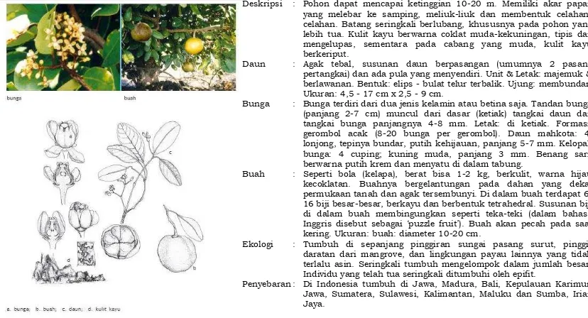 Gambar 2.11. Bruguiera cylindrical (Indonesia Wetlands, 2016) 
