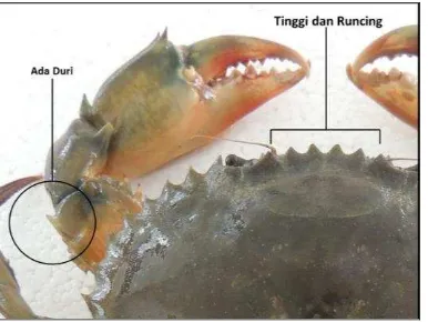 Gambar 3. Morfologi Kepiting Bakau Spesies Scylla paramamosain (Keenan dkk. 1999) 